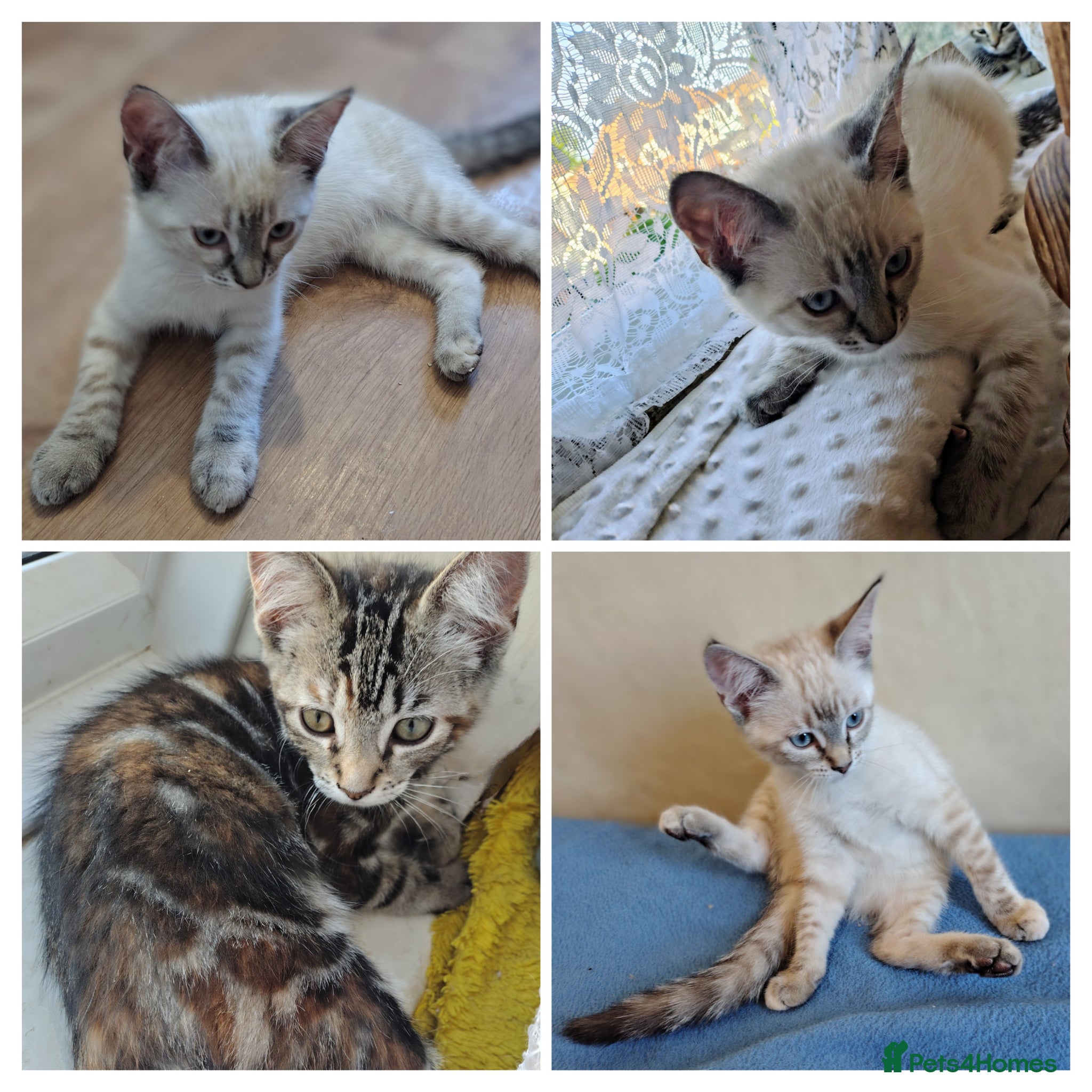 Mixed Breed cats Ragdoll x ginger mother 4 girls - Advert 2
