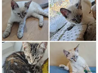 Mixed Breed cats Ragdoll x ginger mother 4 girls - Advert 2
