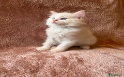 Ragdoll cats for sale: Quality kittens from DNA tested parents - Image 6
