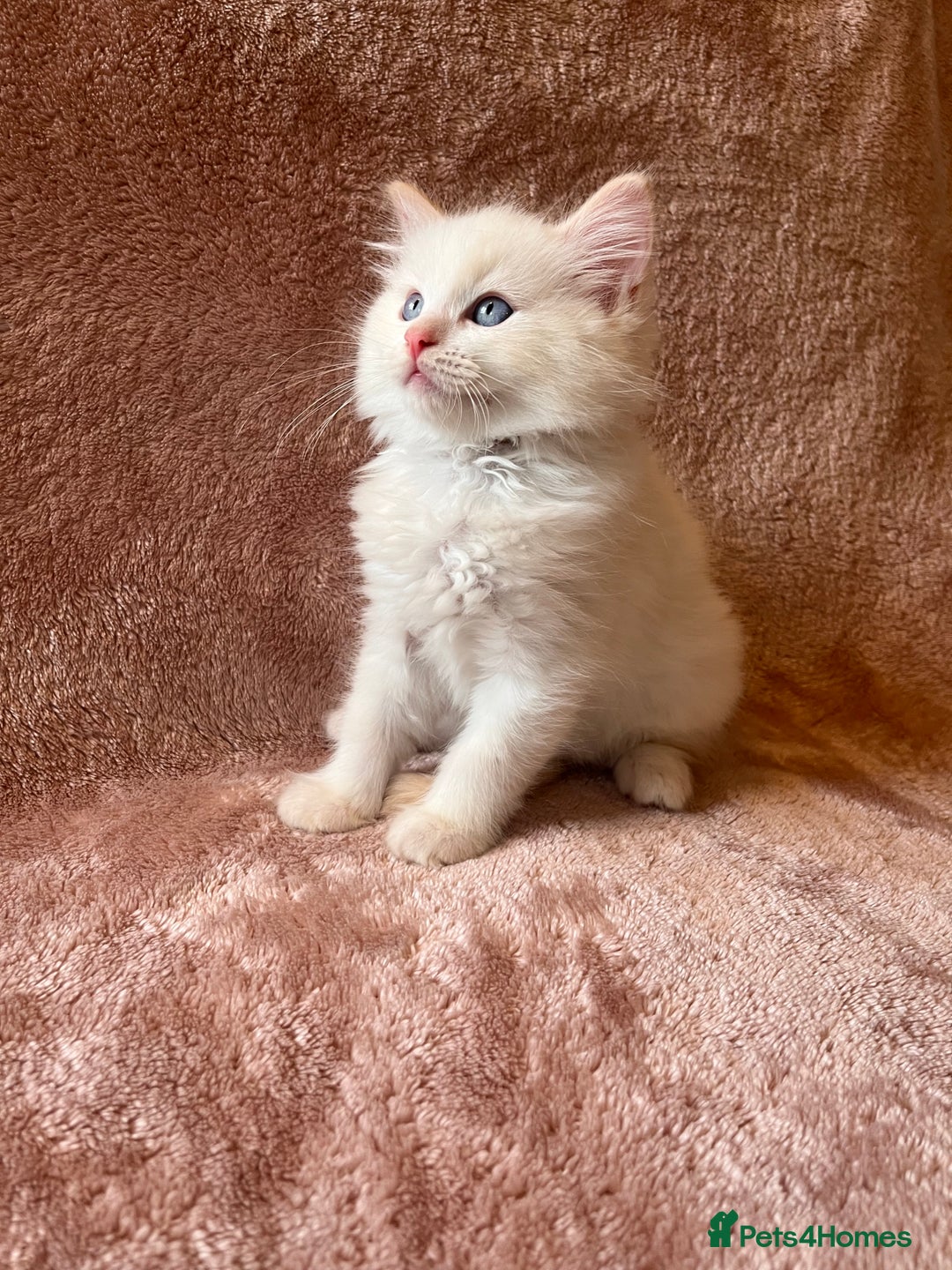 Ragdoll cats for sale: Quality kittens from DNA tested parents - Image 6