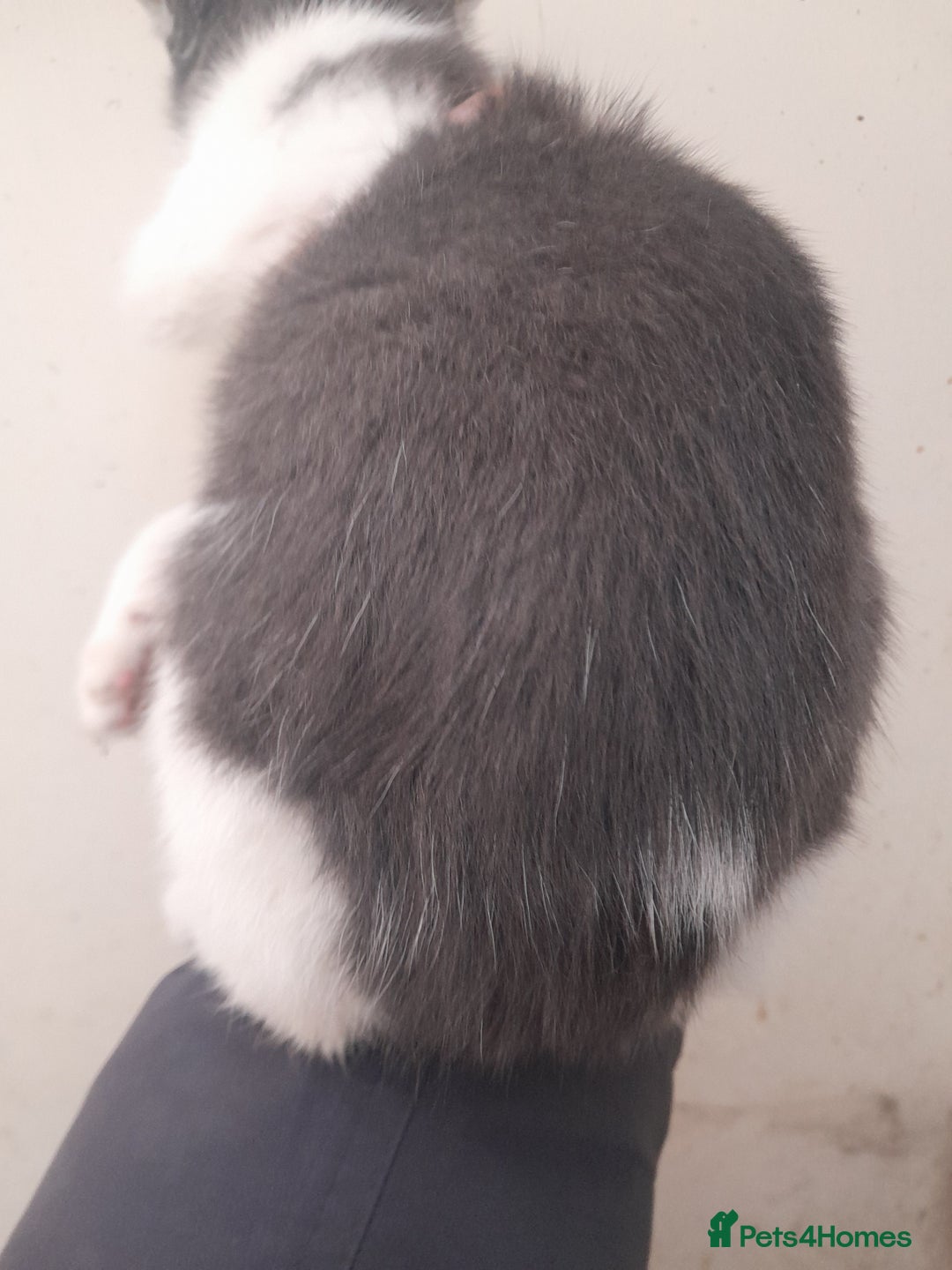 Manx cats for sale: Manx tailless kittens - Advert 2