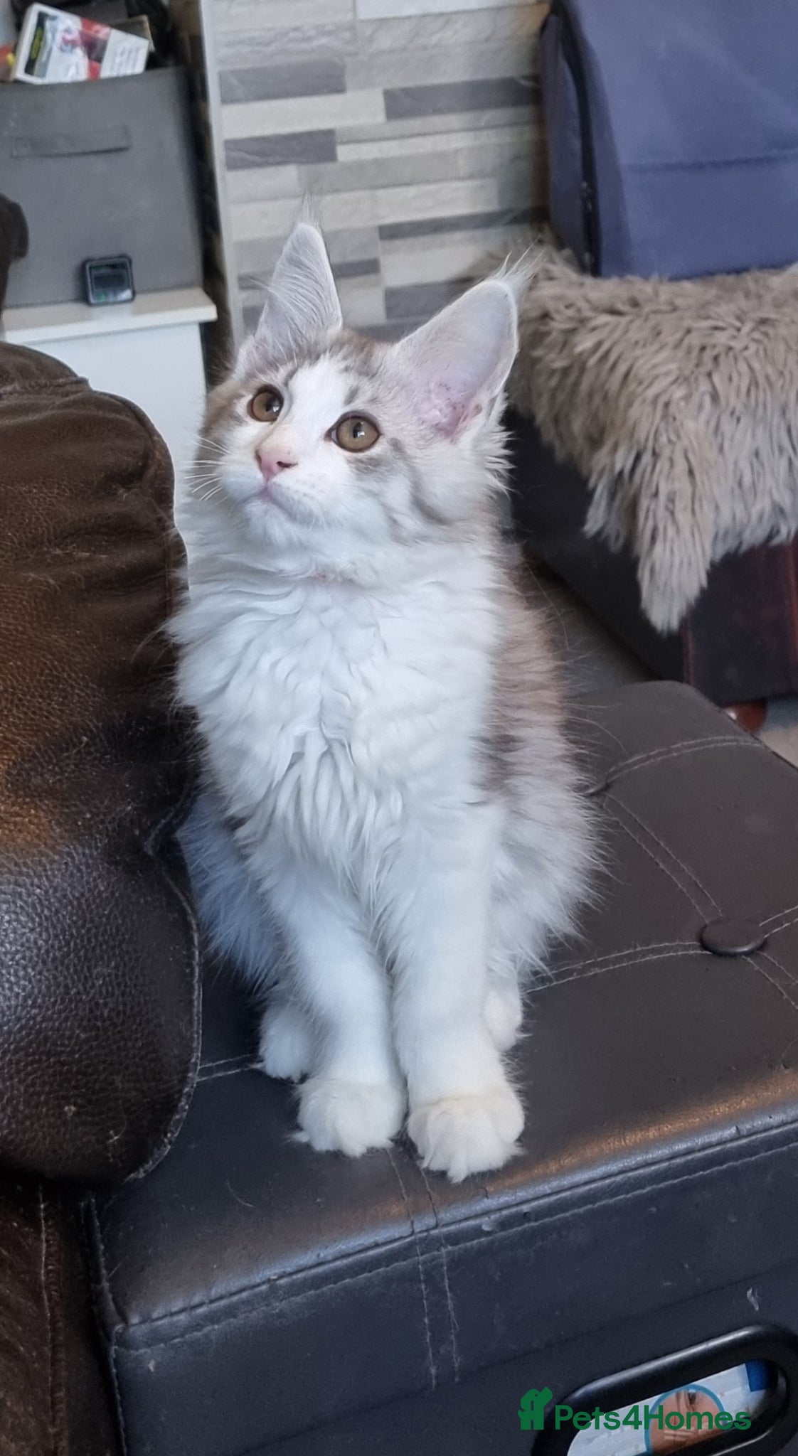 Maine Coon cats Tica registered ready now - Advert 6