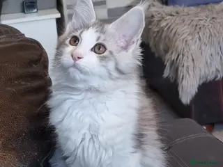 Maine Coon cats Tica registered ready now - Advert 6