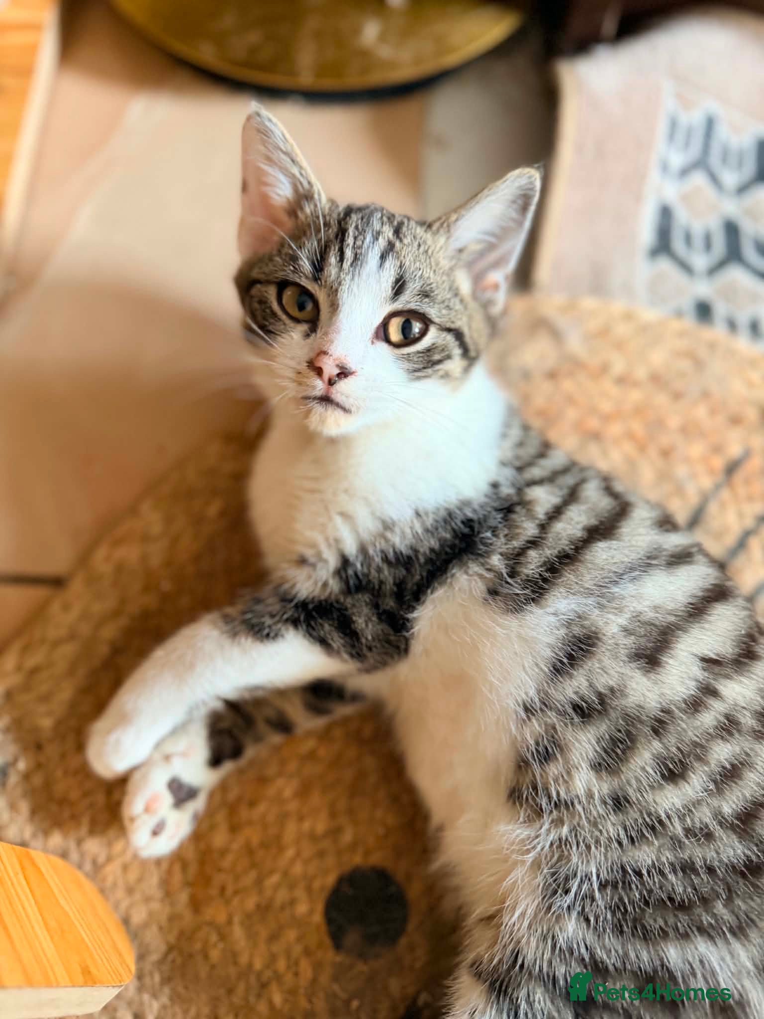 British Shorthair cats PURE BSH BOY KITTEN - ONLY £75! - Advert 2