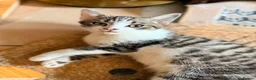 British Shorthair cats for sale: PURE BSH BOY KITTEN - ONLY £75! in Uxbridge - Advert 2