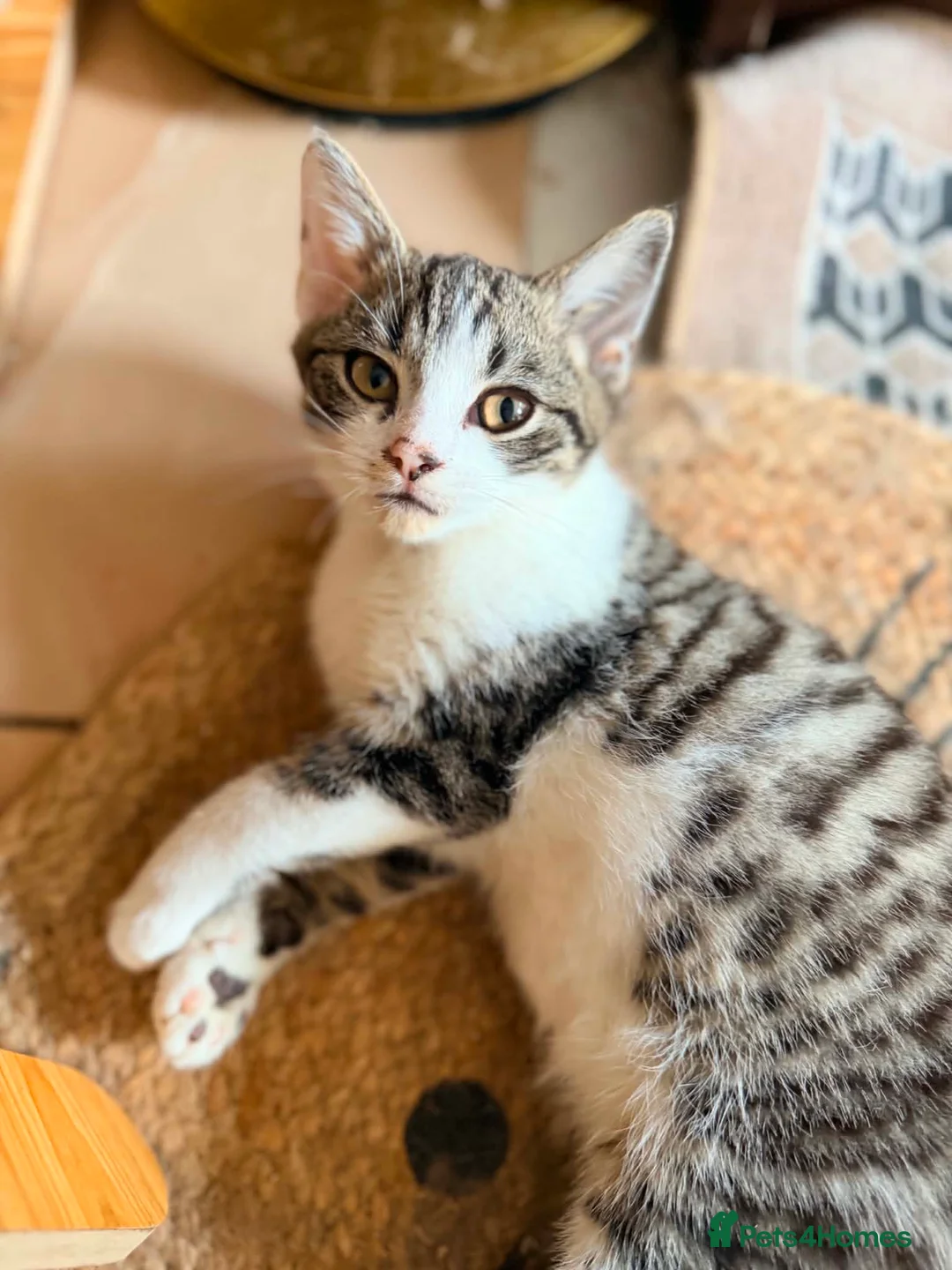 British Shorthair cats for sale: PURE BSH BOY KITTEN - ONLY £75! in Uxbridge - Advert 2
