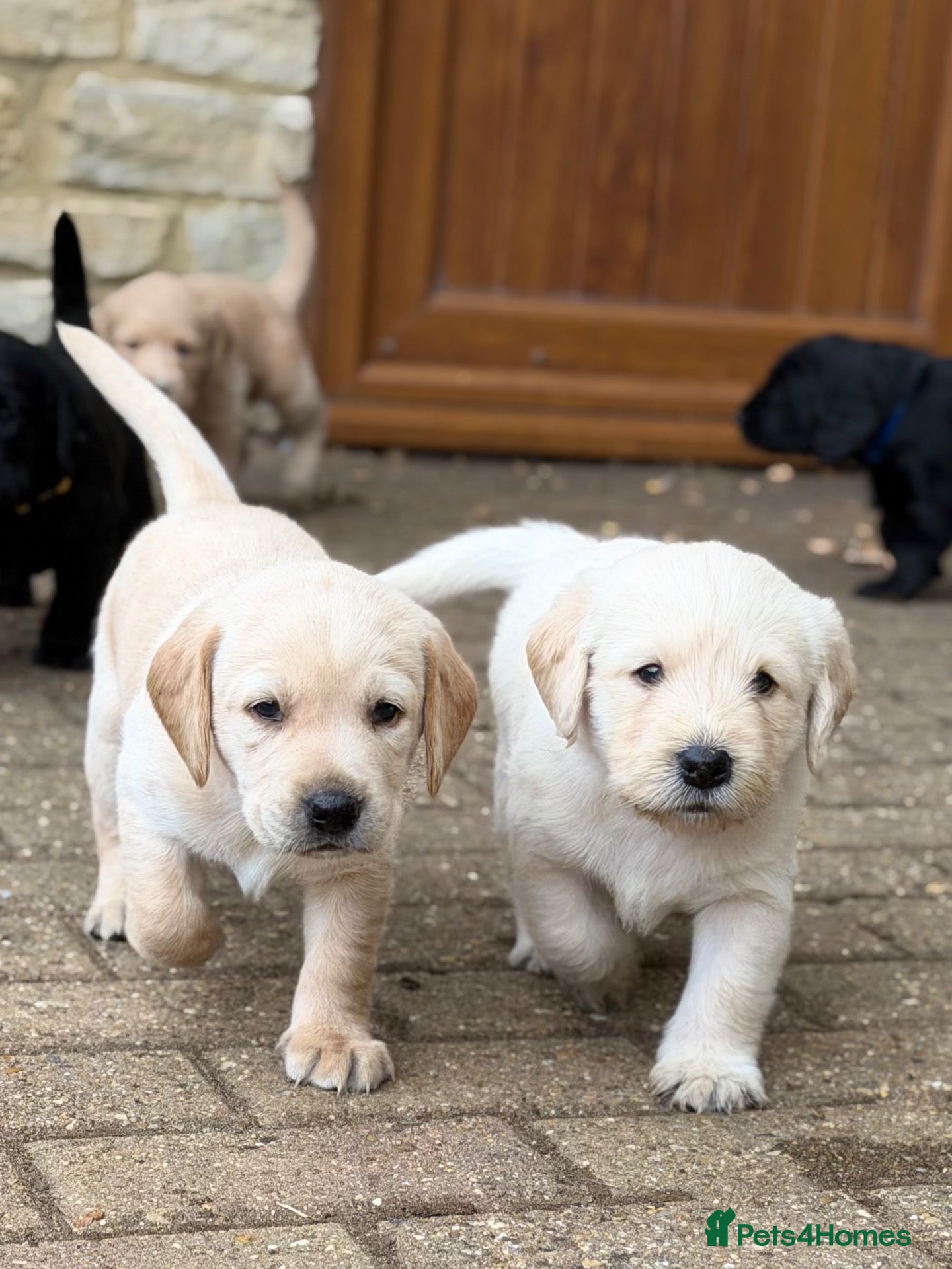 Labradoodle dogs Fb1 labradoodle puppies  - Advert 12