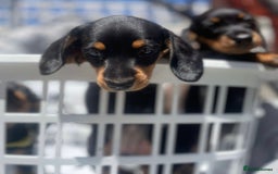 Miniature Dachshund dogs for sale: Beautiful Miniature Daschunds  - Image 37