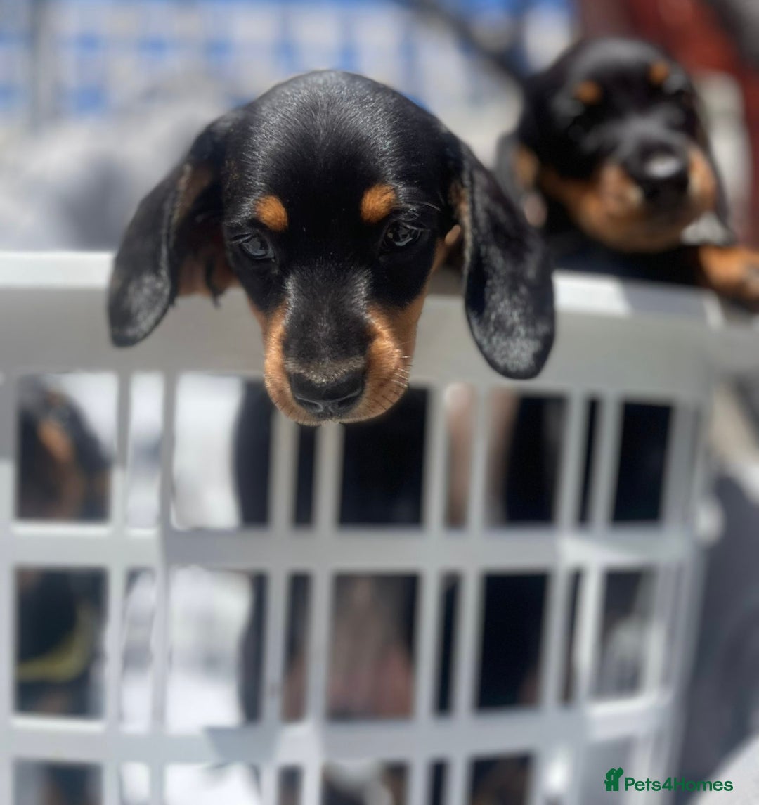 Miniature Dachshund dogs for sale: Beautiful Miniature Daschunds  - Image 37
