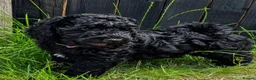 Cockapoo dogs for sale: Health Tested F1b Cockapoo Puppies - Advert 5