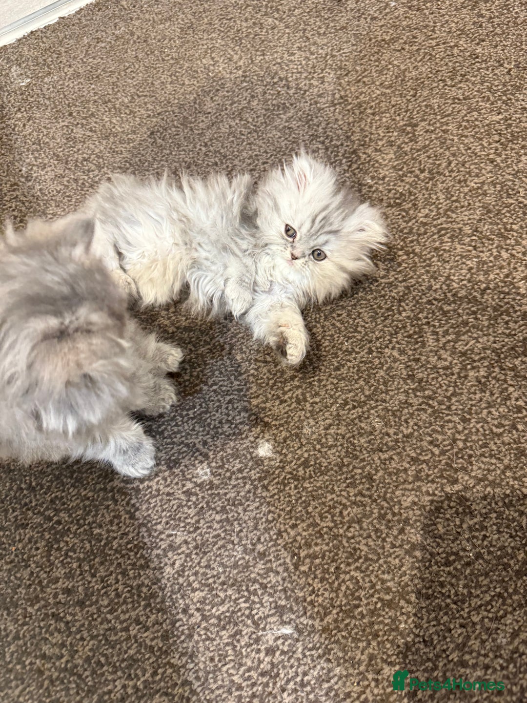 Persian cats for sale: Blue persian kitten  - Advert 13