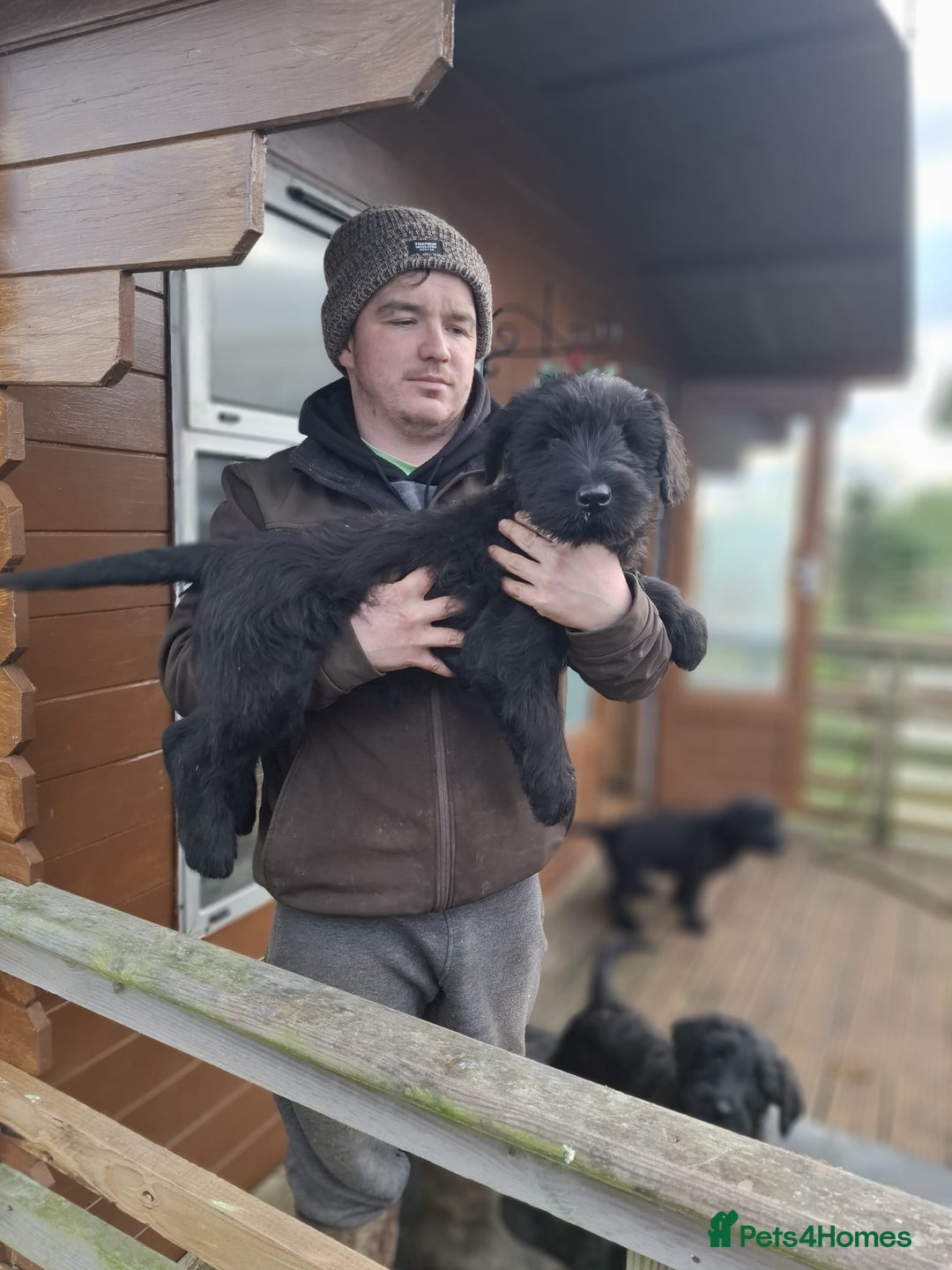 Giant Schnauzer dogs for sale: Giant Schnauzer Puppies  - Advert 14