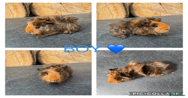 Guinea Pig rodents - Advert 10