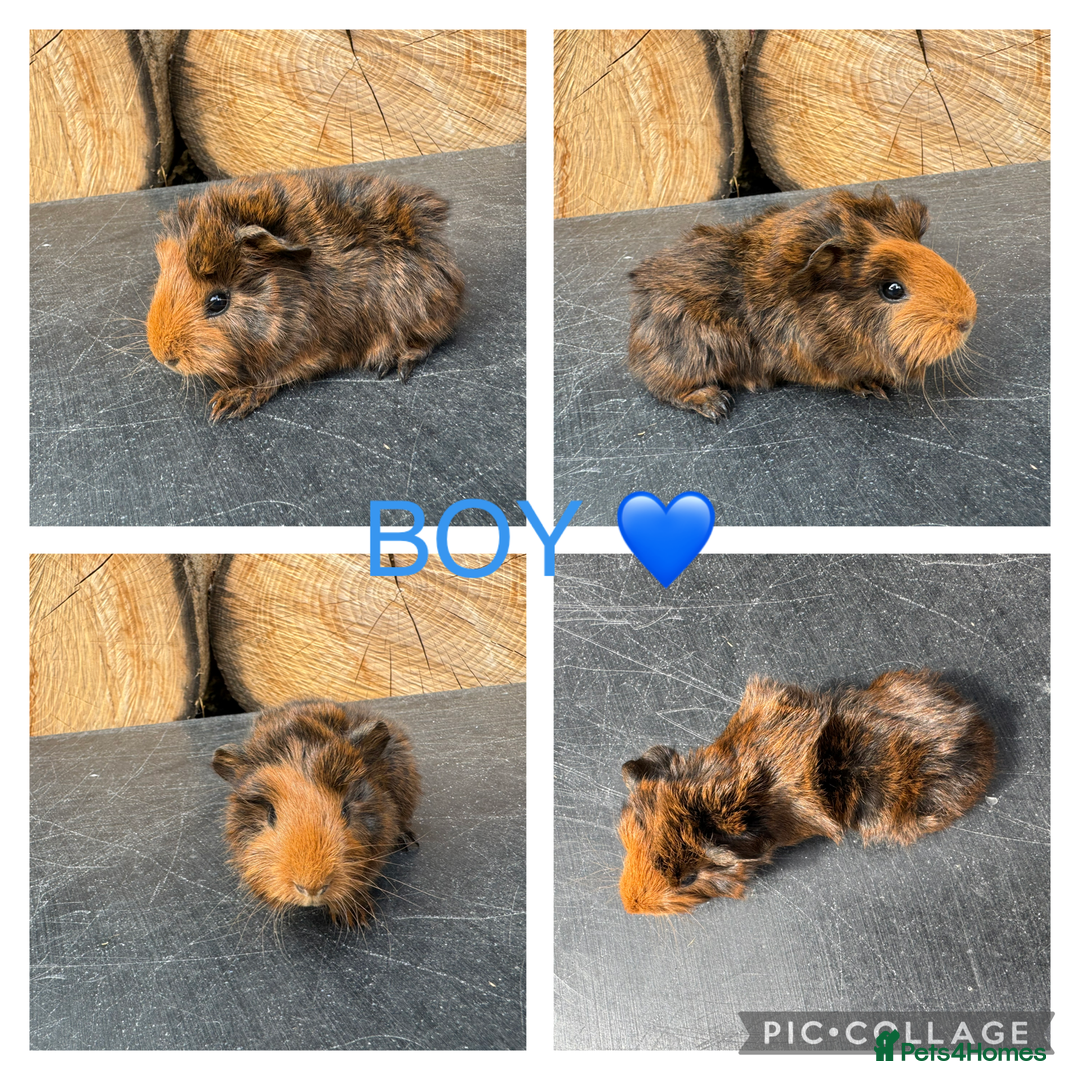Guinea Pig rodents for sale: Purebred Teddy,Funky+smooth piggy’s (Boys+Girls) - Image 2