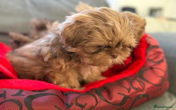 Shih Tzu dogs for sale: Shih Tzu KARASHISHI Line Two Boys Left Green Eyes - Advert 5