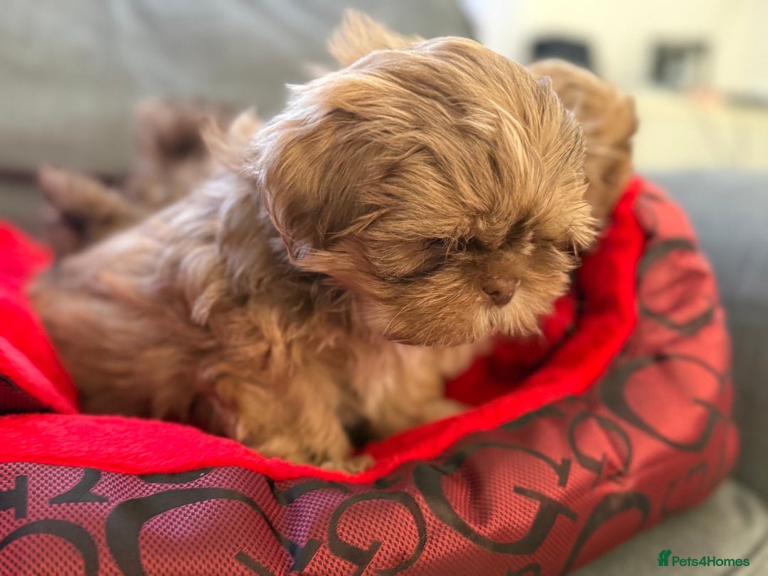 Shih Tzu dogs for sale: Shih Tzu KARASHISHI Line Two Boys Left Green Eyes - Advert 5