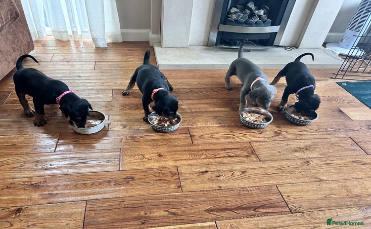 Dobermann dogs - Advert 1