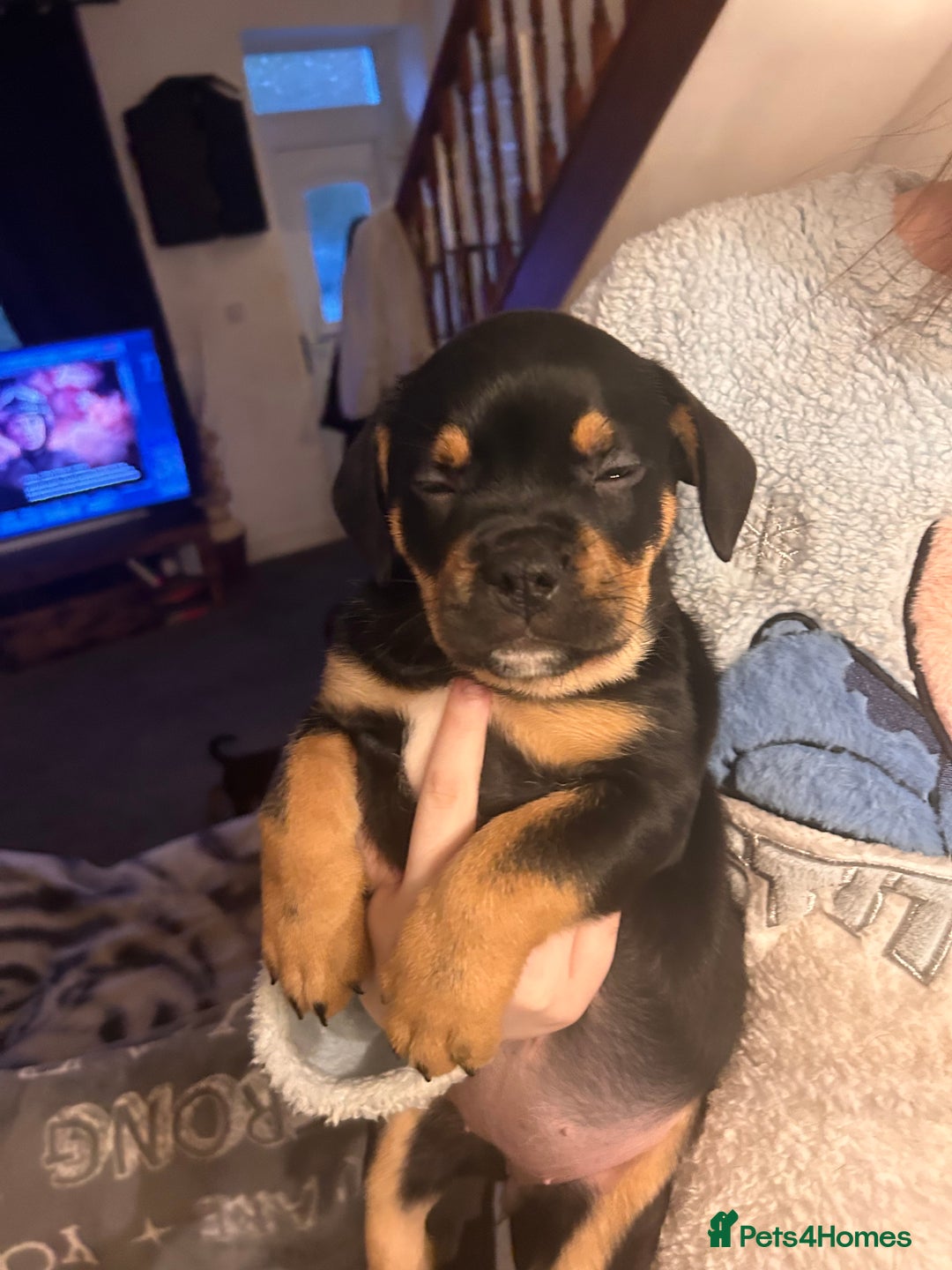 Mixed Breed dogs for sale: French Bullweiler - Advert 15
