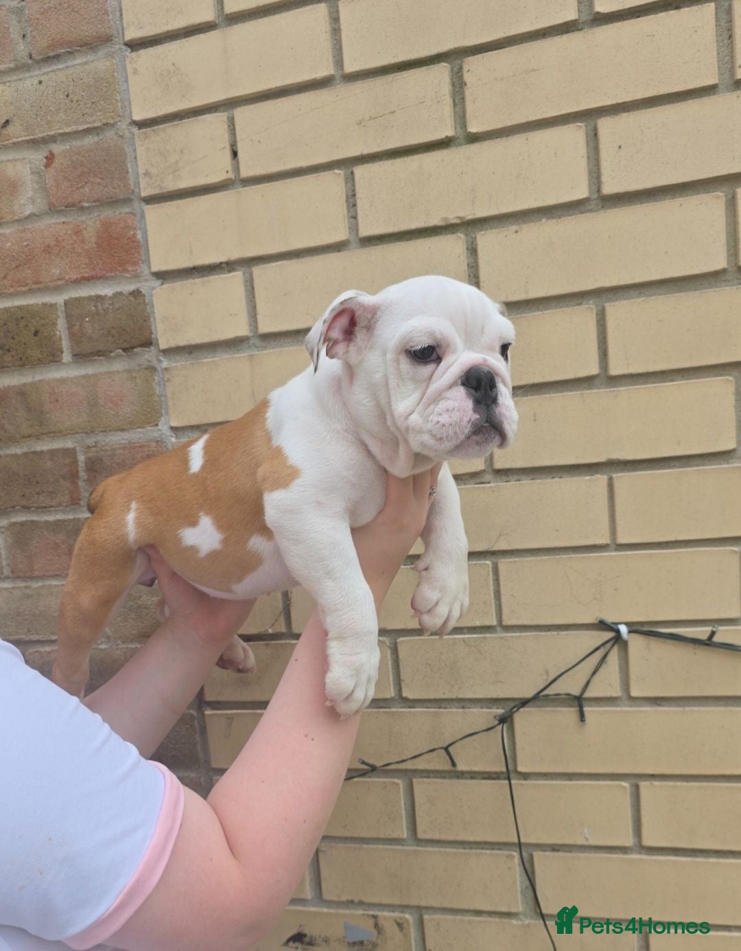 English Bulldog dogs English bulldog pups kc reg (READY NOW)   - Advert 2