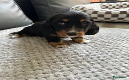 Dachshund dogs for sale: KC reg. Long hair miniature Dachshund puppies  - Image 16