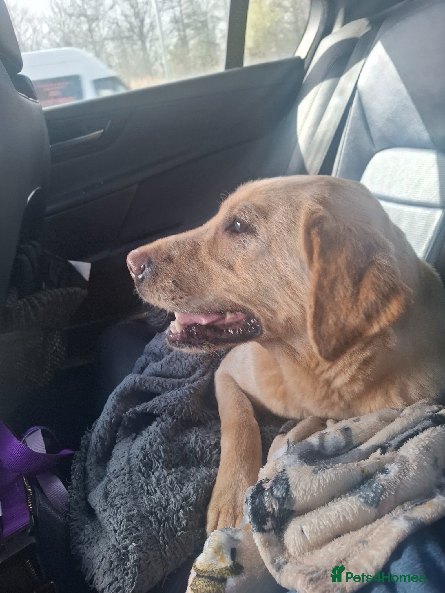 Labrador Retriever dogs 5 year old female Labrador - Advert 1