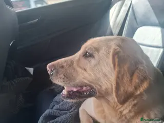 Labrador Retriever dogs 5 year old female Labrador - Advert 1