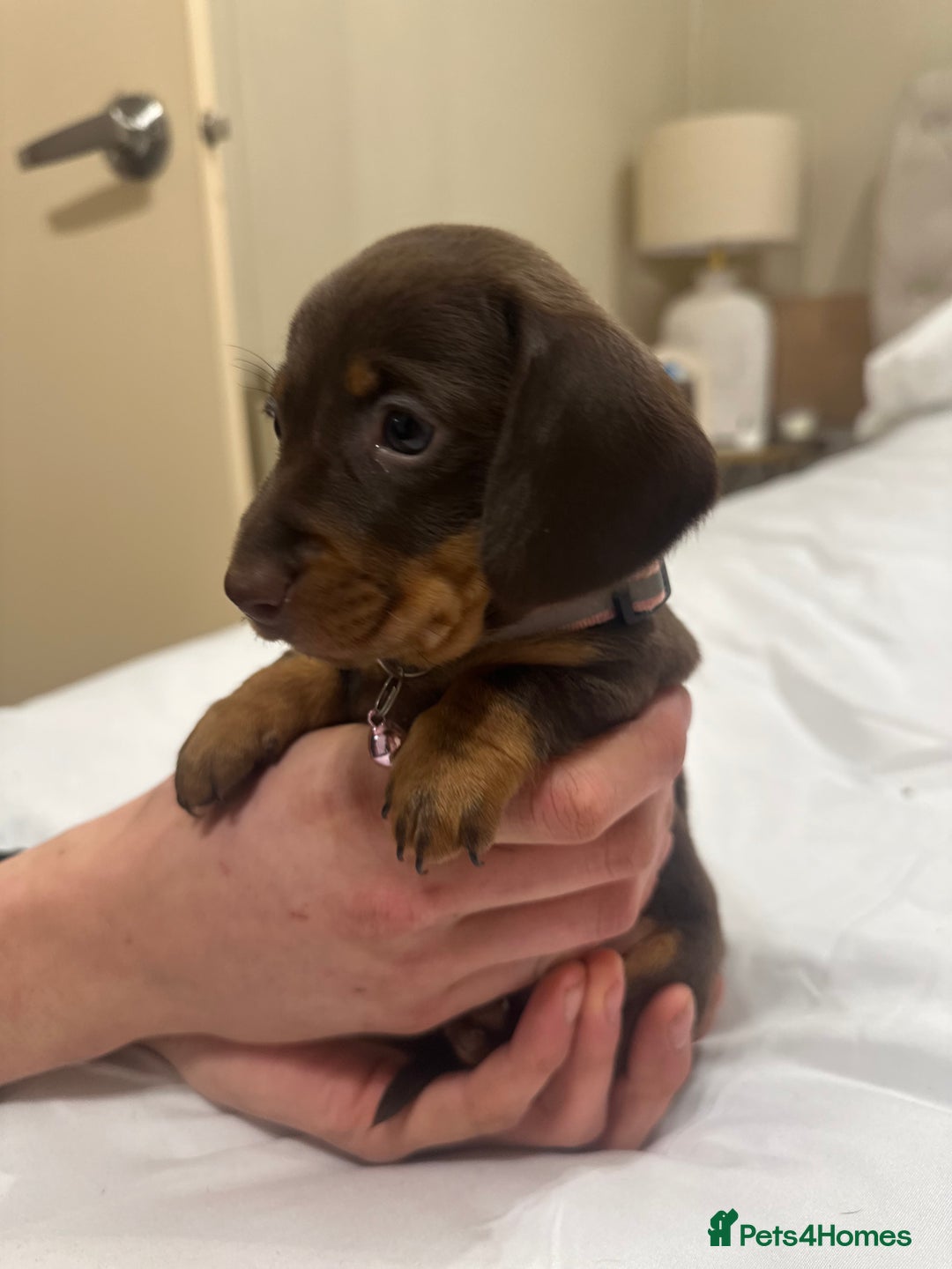 Miniature Dachshund dogs for sale: Miniature dachshund ready to go🫶🏽 - Advert 13