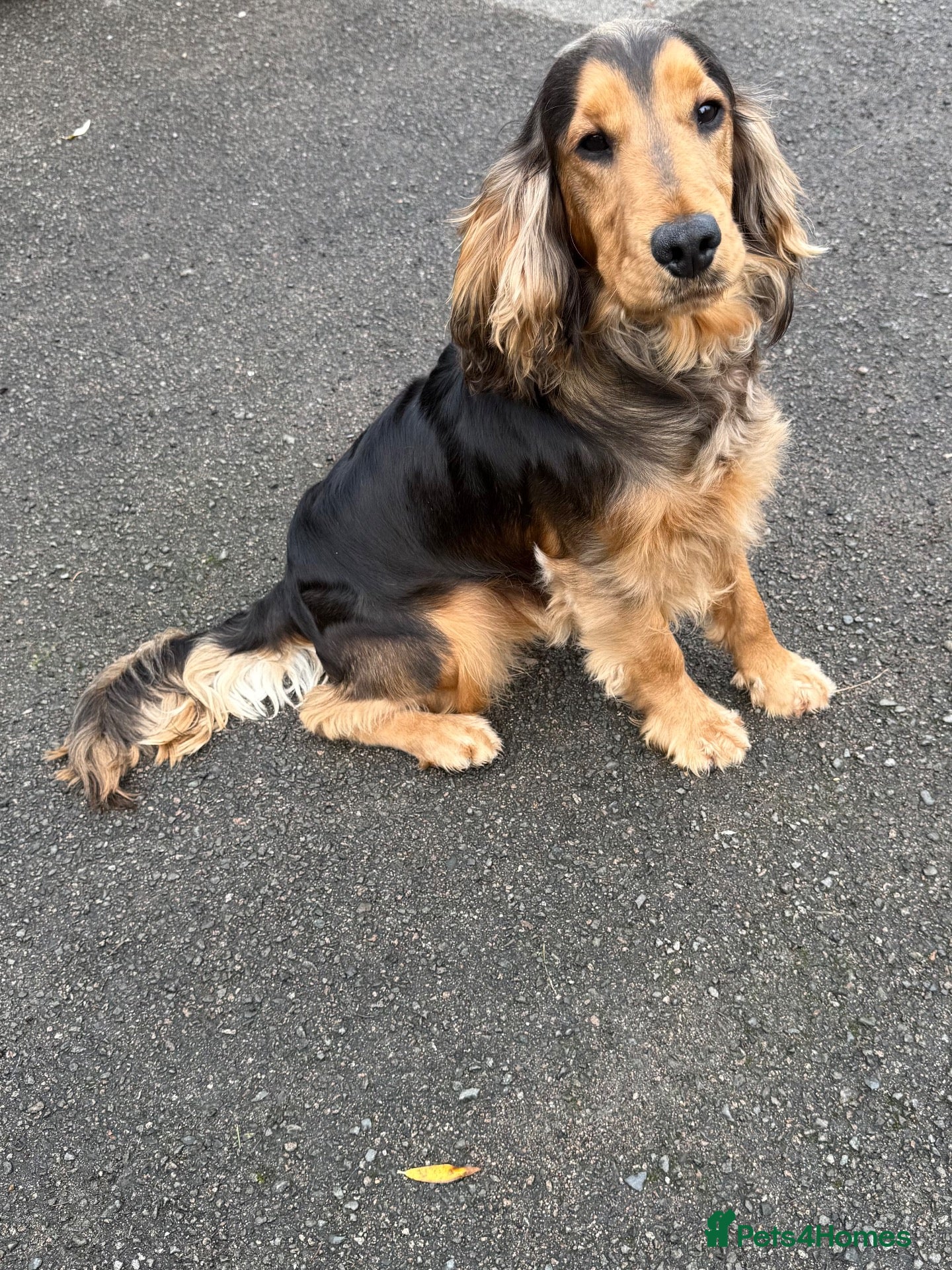 Cocker Spaniel dogs for stud: For Stud KC reg Cocker Spaniel - Advert 5