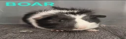Guinea Pig rodents for sale: Beautiful Male Baby Guinea Pigs for sale  - Advert 8