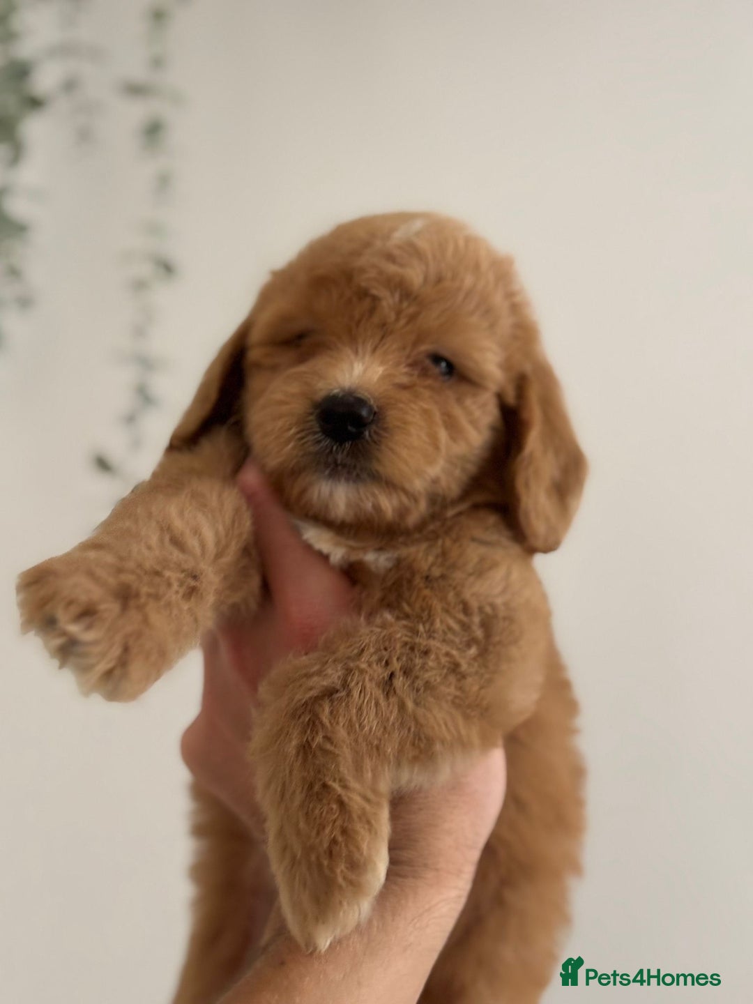 Cockapoo dogs for sale: *READY NOW  *Cockapoo puppies *7 SOLD*  - Image 8