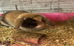 Mini Lop rabbits for sale: Mini lops looking for new homes  - Image 5
