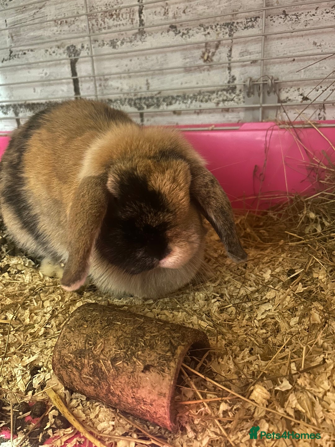 Mini Lop rabbits for sale: Mini lops looking for new homes  - Image 5