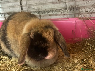 Mini Lop rabbits Mini lop looking for new home - Advert 8