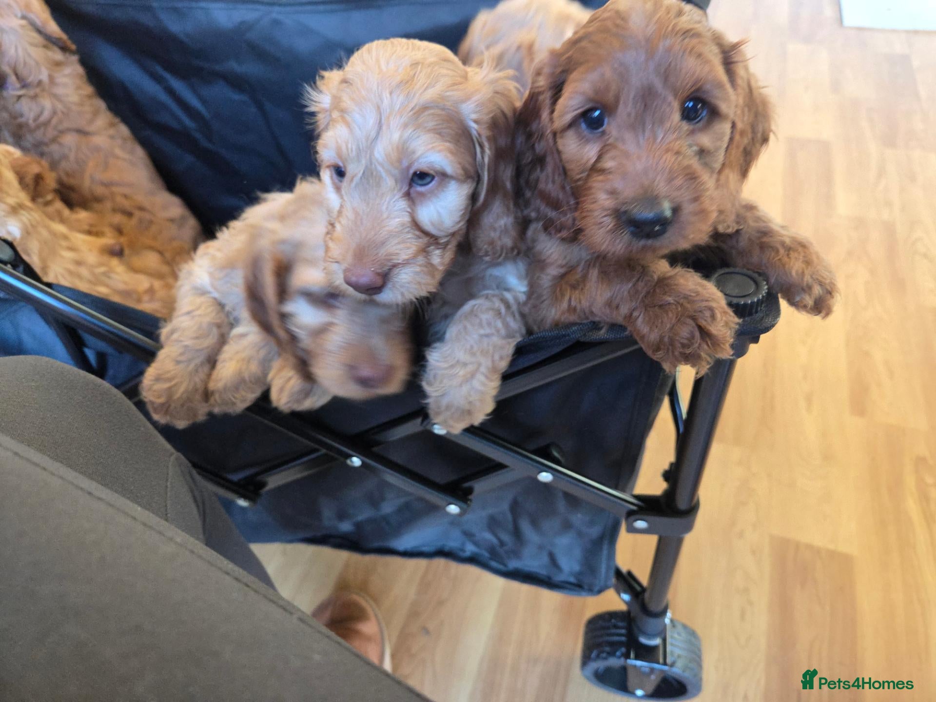 Cockapoo dogs for sale: F1b cockapoos - Advert 8