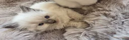 Ragdoll cats for sale: 🏆GCCF REG. EXTENSIVELY TESTED RAGDOLL KITTENS 🌟 - Advert 22