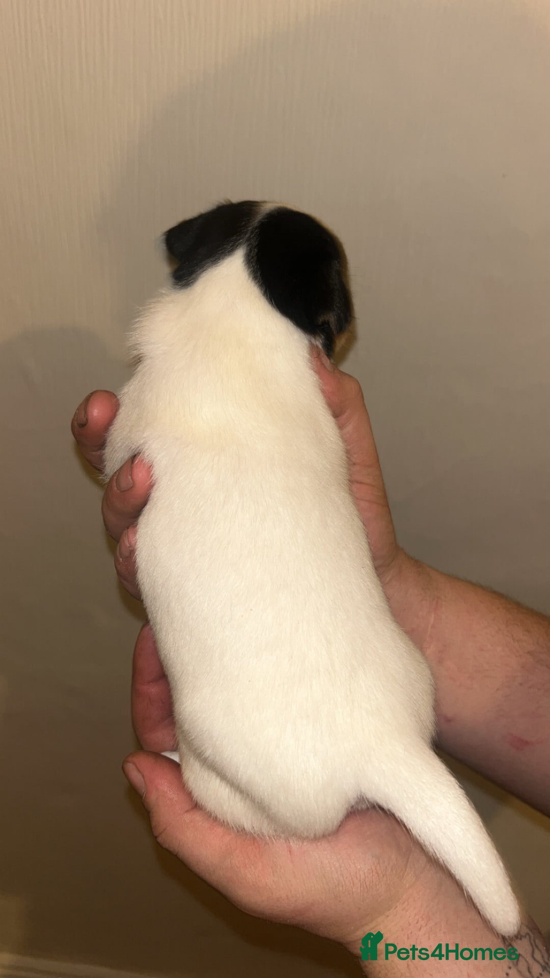 Jack Russell dogs for sale: Jack Russell Pups. 2 girls 2 boys  - Advert 10