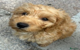 Cockapoo dogs for sale: F2b Cockapoos  in Ebbw Vale - Image 3