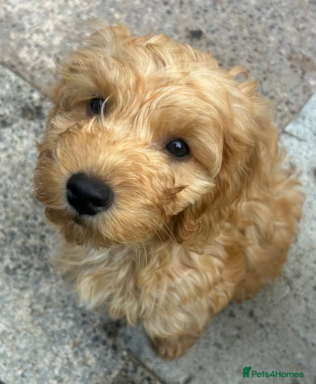 Cockapoo dogs for sale: F2b Cockapoos  in Ebbw Vale - Image 3