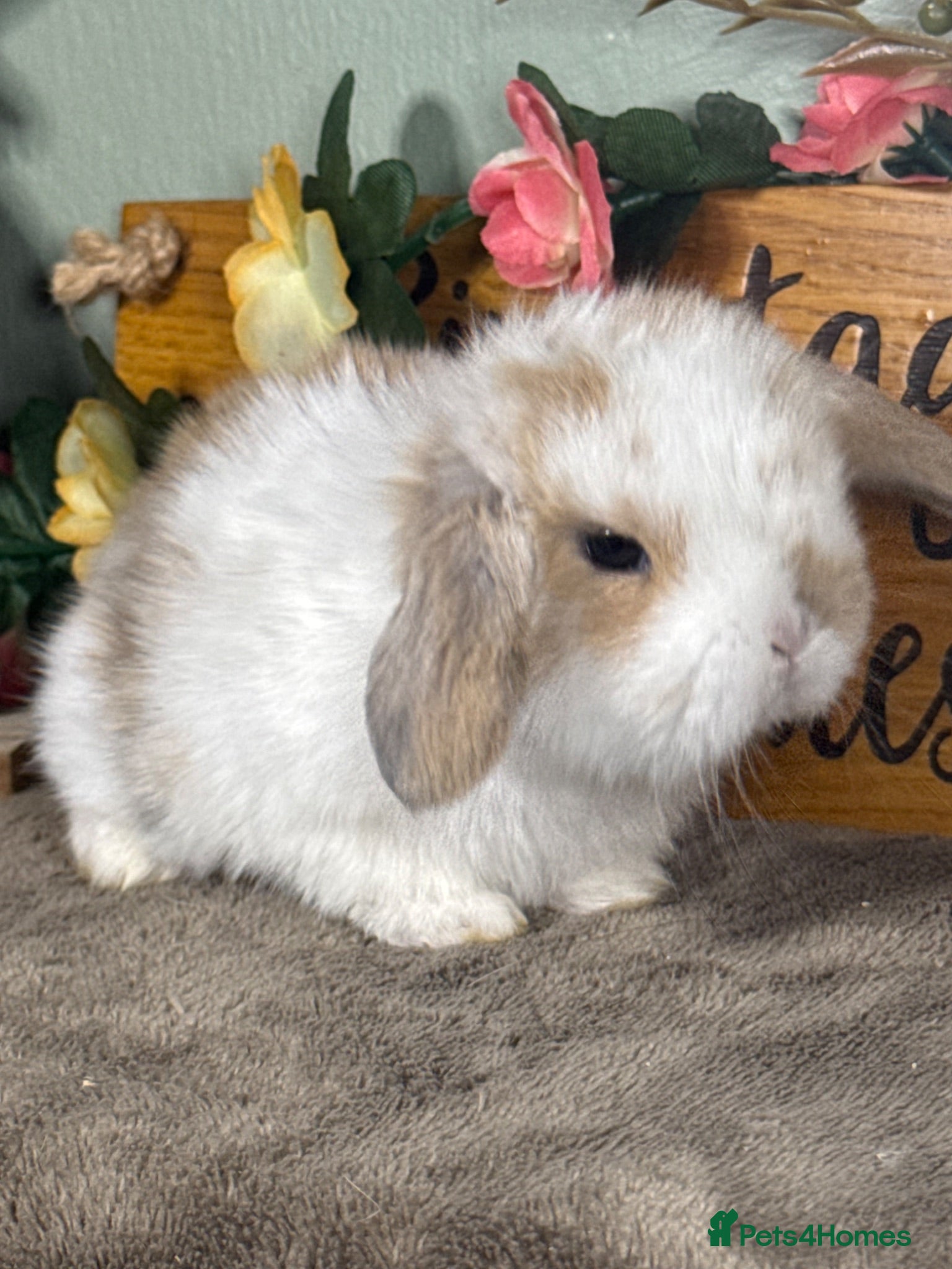 Mini Lop rabbits Lovely selection of *vaccinated* mini lop babies - Advert 1