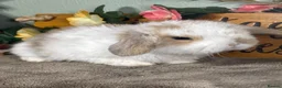 Mini Lop rabbits for sale: Lovely selection of *vaccinated* mini lop babies in Llandysul - Advert 23