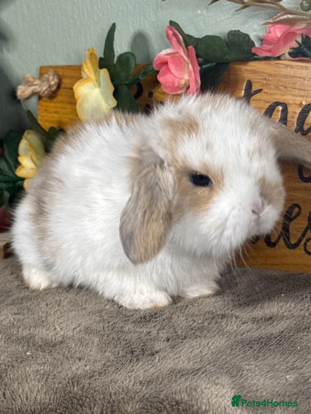 Mini Lop rabbits for sale: Lovely selection of *vaccinated* mini lop babies - Advert 1