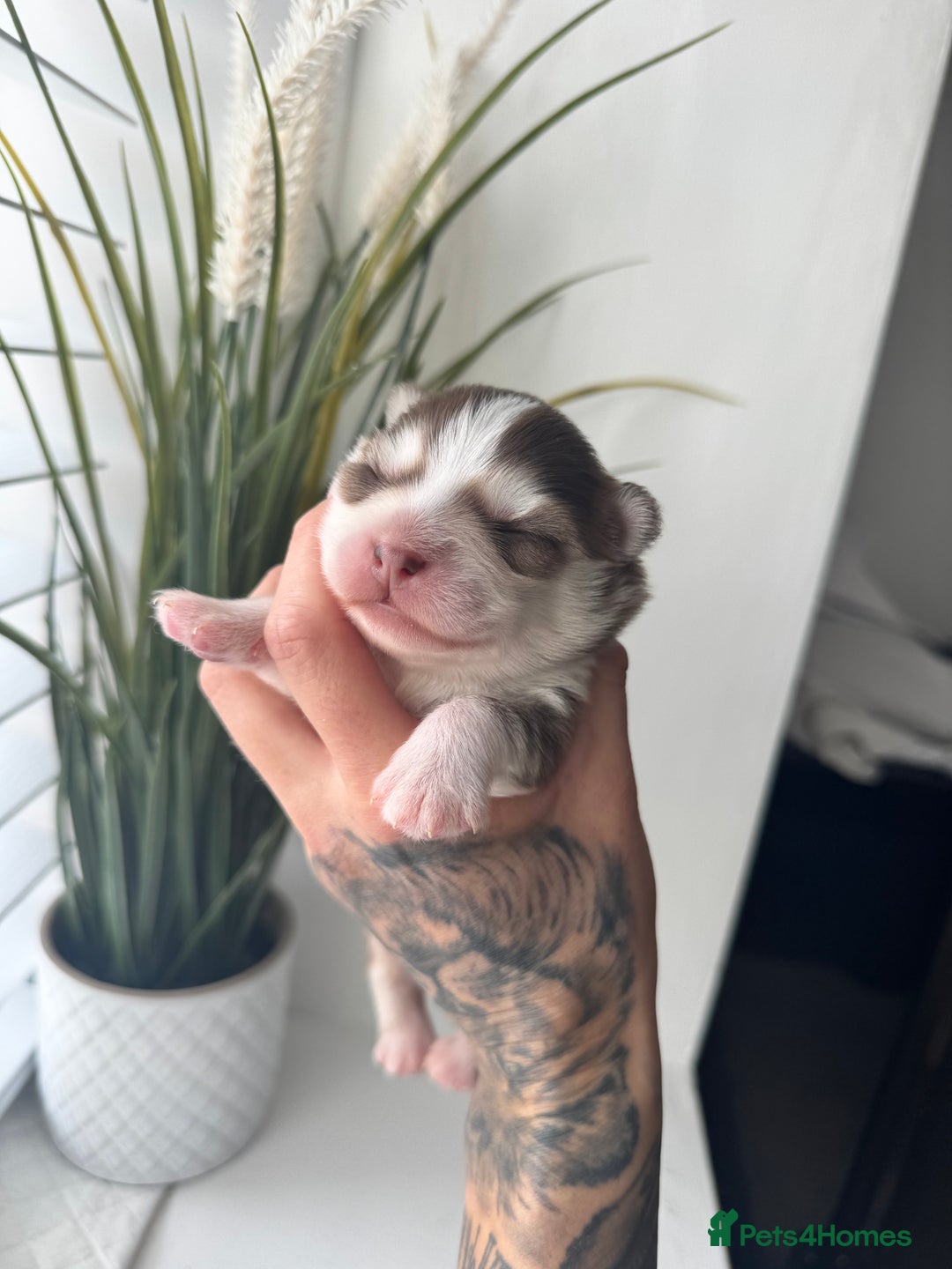 Pomsky dogs for sale: Lilac sired F2 masked Pomsky blue eyes  - Image 1