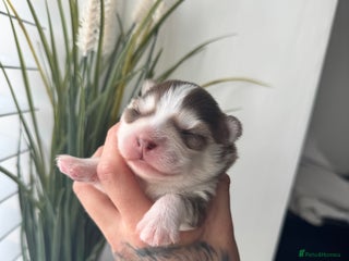 Pomsky dogs - Advert 5