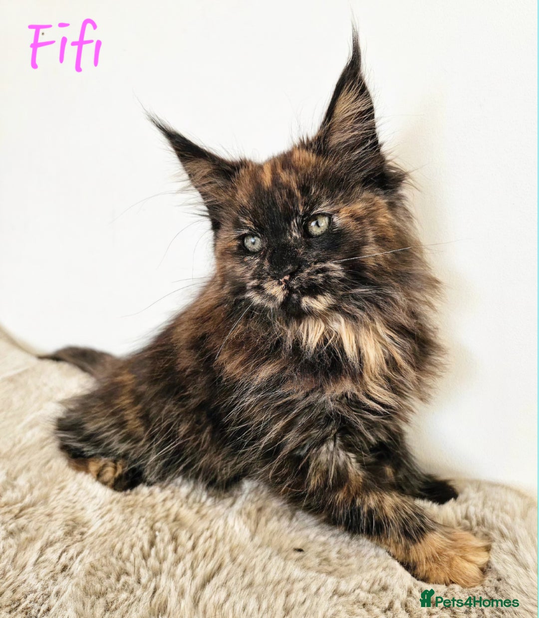 Maine Coon cats for sale: Beautiful Maine Coon kittens - Image 7