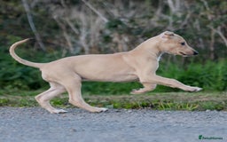 Lurcher dogs for sale: Beautiful lurcher puppy - Image 3
