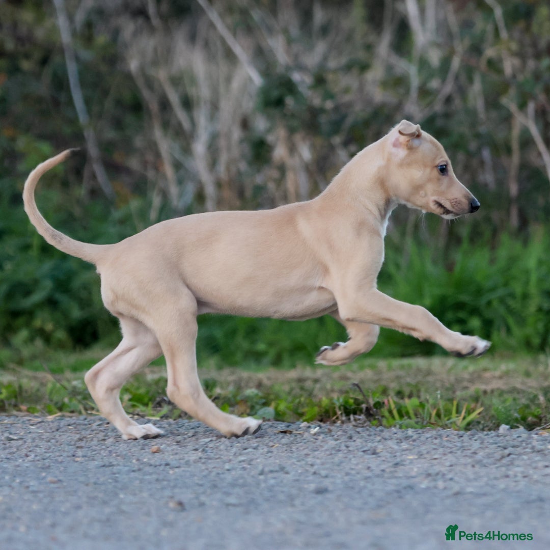 Lurcher dogs for sale: Beautiful lurcher puppy - Image 3