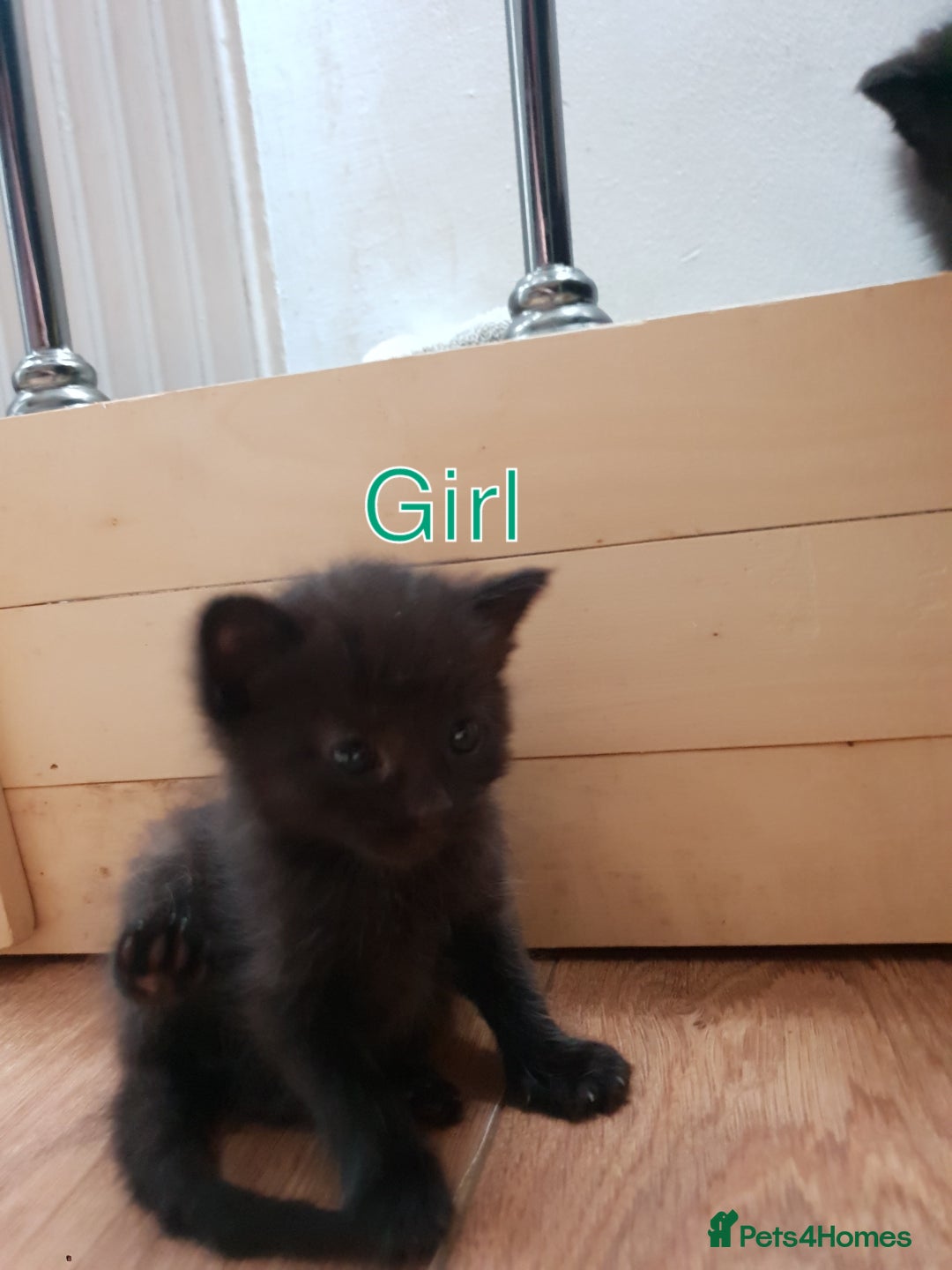 British Shorthair cats for sale: 5 British short hair cross silver bengle kittens - Image 4