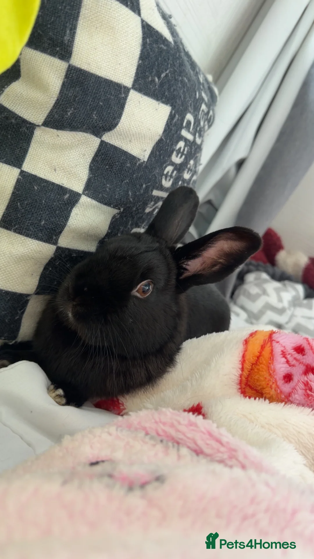 Rex rabbits for sale: Rabbit mini Rex looking for home urgent  - Advert 4