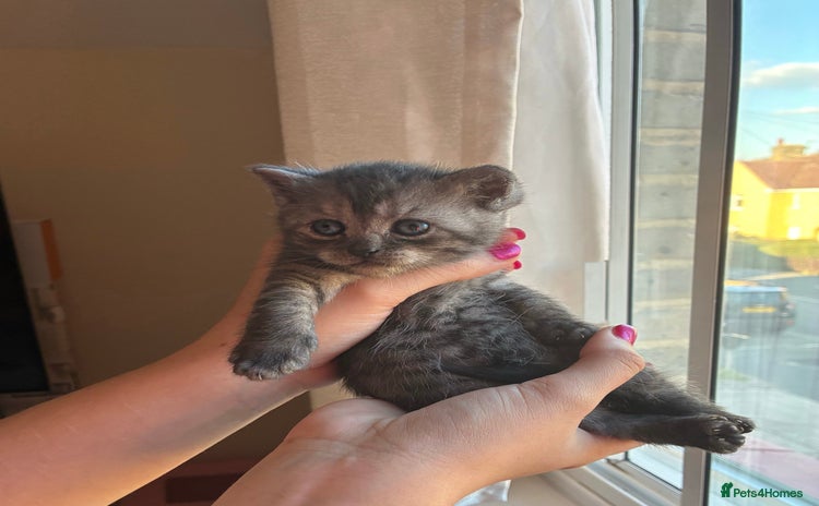 British Shorthair cats for sale - Advert 3