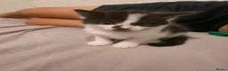 Mixed Breed cats for sale: 3 x beautifull kittens for sale - Advert 6